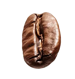 פולי קפה
